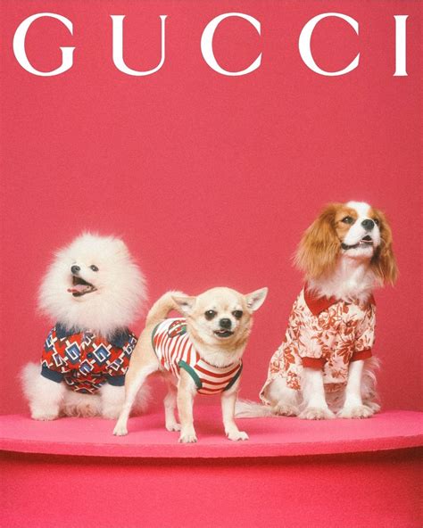 gucci kinderpet|gucci pet collection 2021.